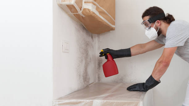 Professional Basement Mold Removal technician working in Camas, WA