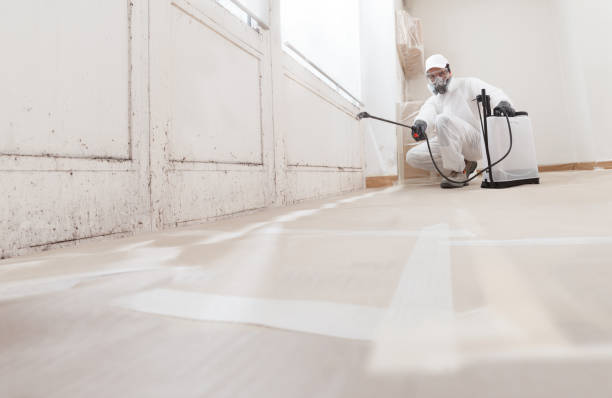 24/7 Emergency Basement Mold Removal experts in Camas, WA