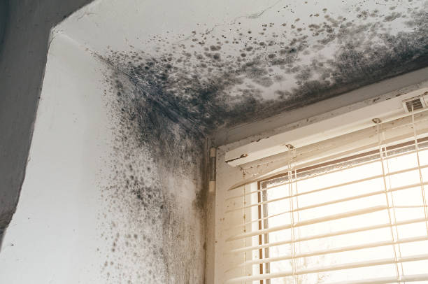 Affordable Basement Mold Removal solutions in Camas, WA