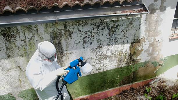 Top rated local Basement Mold Removal specialists in Camas, WA